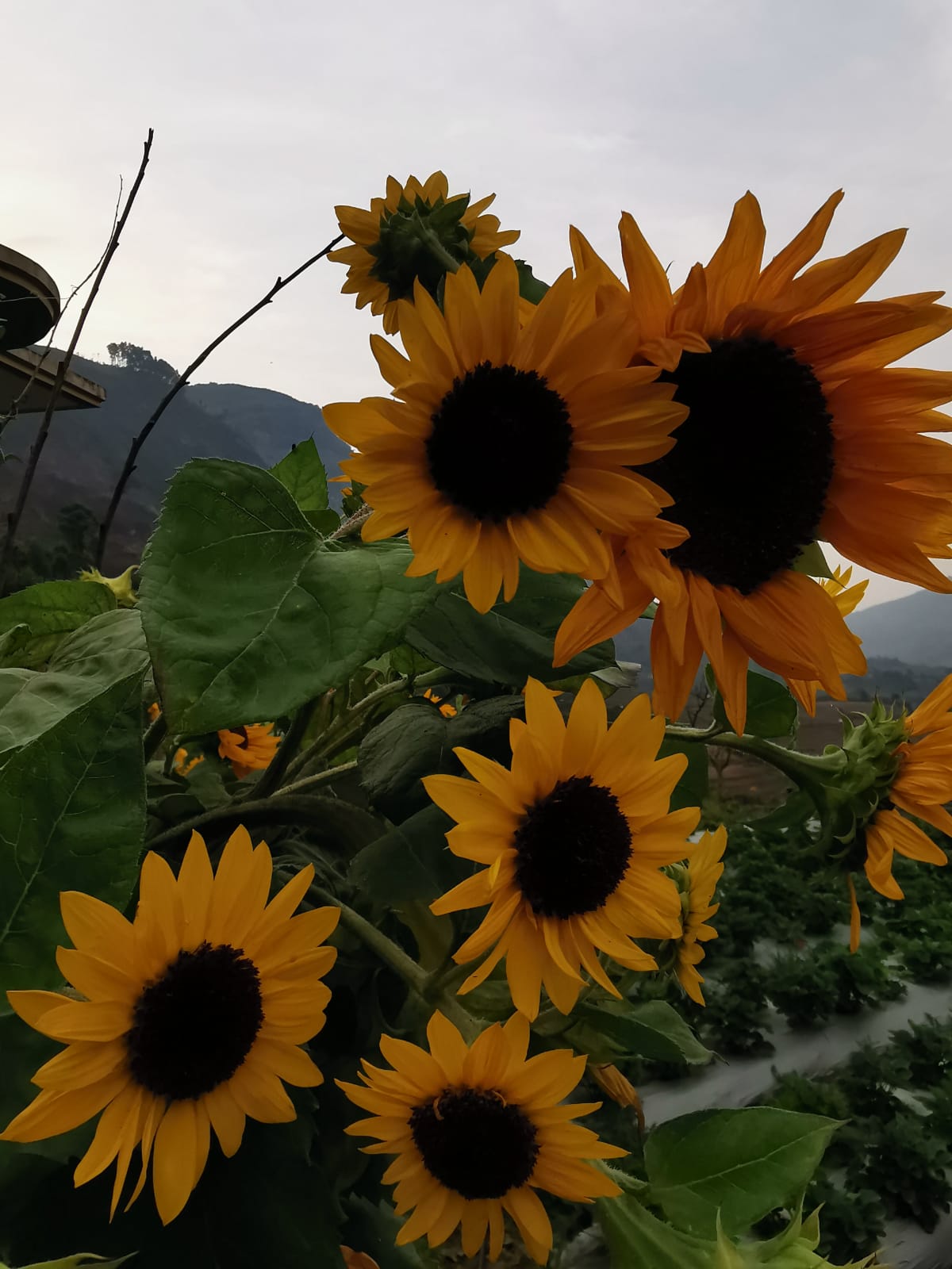 sunflower at the farm