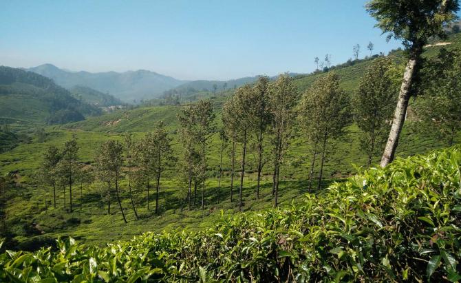 Evergreen Munnar..!!