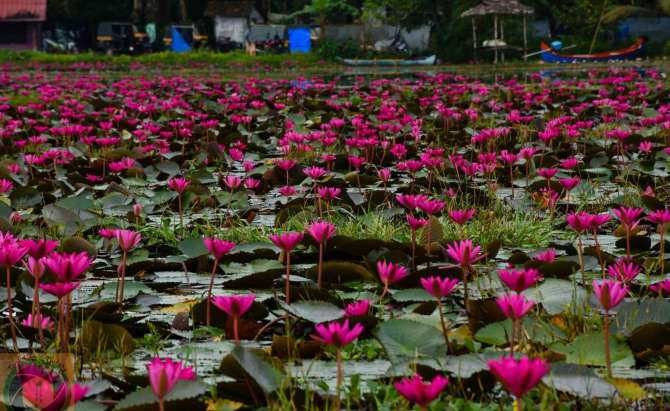 Malarikkal Water Lily fields...മലരിക്കലെ ആമ്പൽ പാടം 