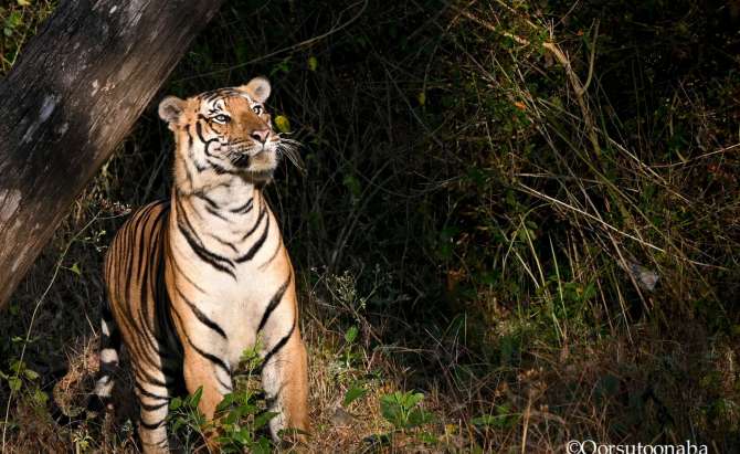 A lucky encounter with a big cat in Kabini