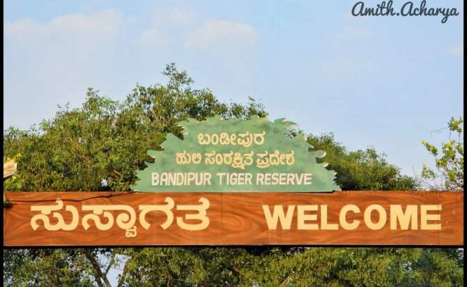 🐯The Wilderness of Bandipur🐯