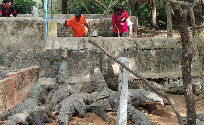 Crocodile Park, Chennai