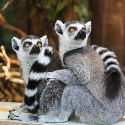 ZOO