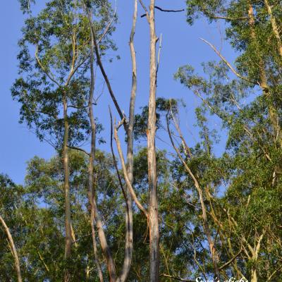 Munnar