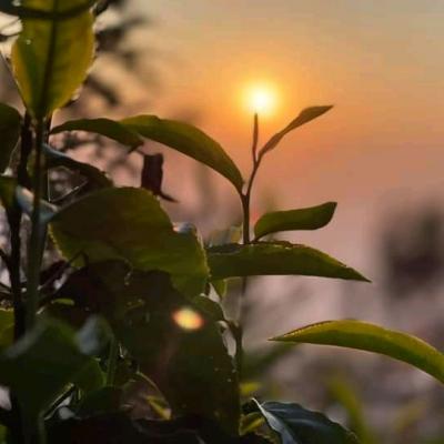 വെള്ളച്ചാട്ടങ്ങളുടേയും കാട്ടാനകളുടെയും നാട്ടിലേക്ക്........