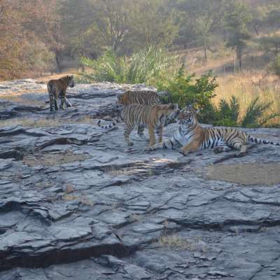 Ranthambore National Park - A Jungle where tigers roar
