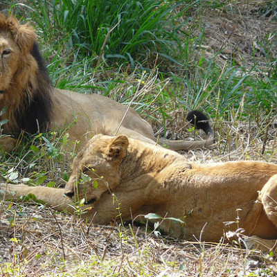 BANNERGHATTA NATIONAL PARK | Jungle safari & zoo | Butterfly park