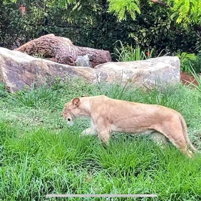 Chamarajendra zoological gardens - Mysore Zoo