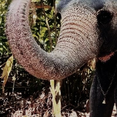 ആനകളുടെ നാട്ടിലേക്ക് ഒരു യാത്ര